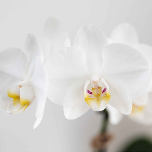 Kolibri Orchids | Witte Amabilis orchidee + Horizon sierpot geel – potmaat Ø9cm | bloeiende kamerplant – vers van de kweker