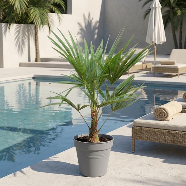 Trachycarpus Fortunei – 85-100cm – Ø21