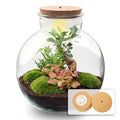DIY Planten terrarium met licht – Bolder Bob Bonsai – Ø 31 cm ↑ 30 cm