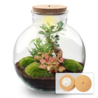 DIY Planten terrarium met licht – Bolder Bob Bonsai – Ø 31 cm ↑ 30 cm