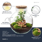 DIY Planten terrarium met licht – Bolder Bob Bonsai – Ø 31 cm ↑ 30 cm