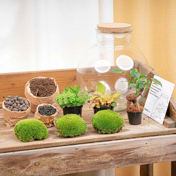 DIY Planten terrarium met licht – Bolder Bob Bonsai – Ø 31 cm ↑ 30 cm