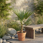 Trachycarpus Fortunei – 85-100cm – Ø21