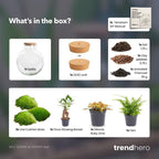 DIY Planten terrarium met licht – Bolder Bob Bonsai – Ø 31 cm ↑ 30 cm