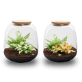 Planten terrarium – Emma Mini – DIY kit – ↑ 20 cm – Ø 19 cm – Fittona Ruby Lime