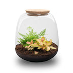 Planten terrarium – Emma Mini – DIY kit – ↑ 20 cm – Ø 19 cm – Fittona Ruby Lime