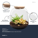 Planten terrarium – Emma Mini – DIY kit – ↑ 20 cm – Ø 19 cm – Fittona Ruby Lime