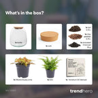 Planten terrarium – Emma Mini – DIY kit – ↑ 20 cm – Ø 19 cm – Fittona Ruby Lime
