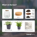 Planten terrarium – Emma Mini – DIY kit – ↑ 20 cm – Ø 19 cm – Fittonia White Tiger