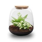 Planten terrarium – Emma Mini – DIY kit – ↑ 20 cm – Ø 19 cm – Fittonia White Tiger