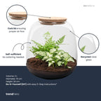 Planten terrarium – Emma Mini – DIY kit – ↑ 20 cm – Ø 19 cm – Fittonia White Tiger