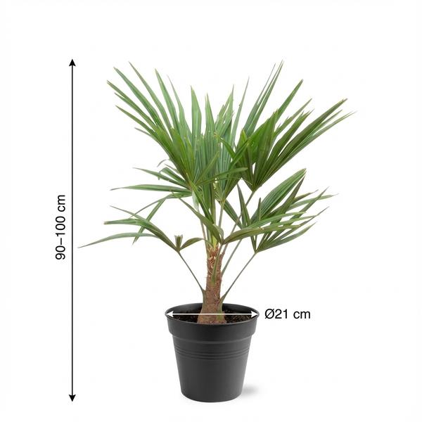 Trachycarpus Fortunei – 85-100cm – Ø21