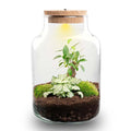 DIY Planten terrarium met licht – Little Milky Bonsai – Ø 17 cm ↑ 25 cm