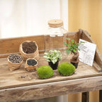 DIY Planten terrarium met licht – Little Milky Bonsai – Ø 17 cm ↑ 25 cm