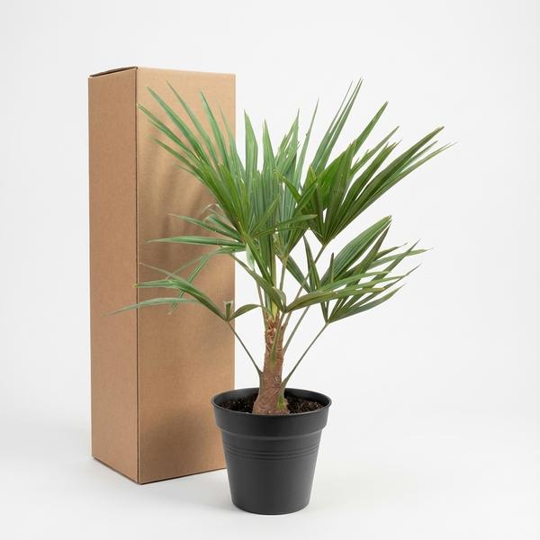 Trachycarpus Fortunei – 85-100cm – Ø21