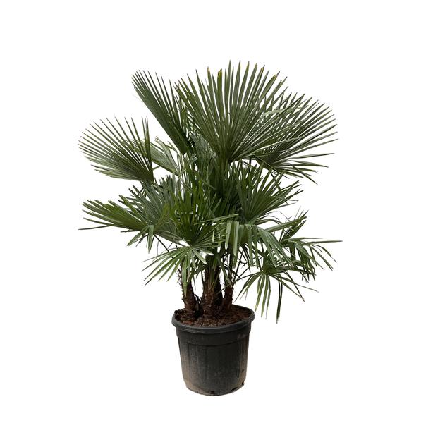 Trachycarpus multi stam – 230cm- Ø50