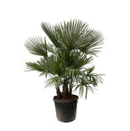 Trachycarpus multi stam – 230cm- Ø50