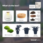 Planten terrarium – Emma – DIY kit – ↑ 25 cm – Ø 23 cm – Hedera White