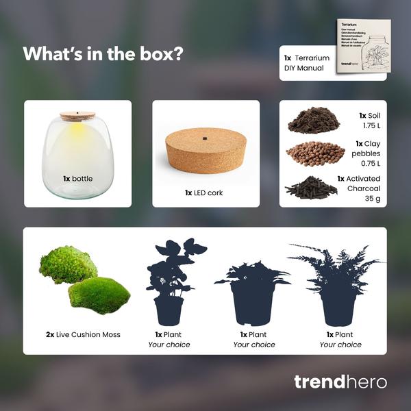 Planten terrarium – Emma – DIY kit – ↑ 25 cm – Ø 23 cm – Hedera White