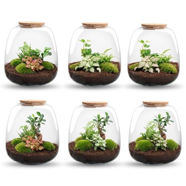 Planten terrarium – Emma – DIY kit – ↑ 25 cm – Ø 23 cm – Hedera White