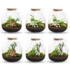 Planten terrarium – Emma – DIY kit – ↑ 25 cm – Ø 23 cm – Hedera White
