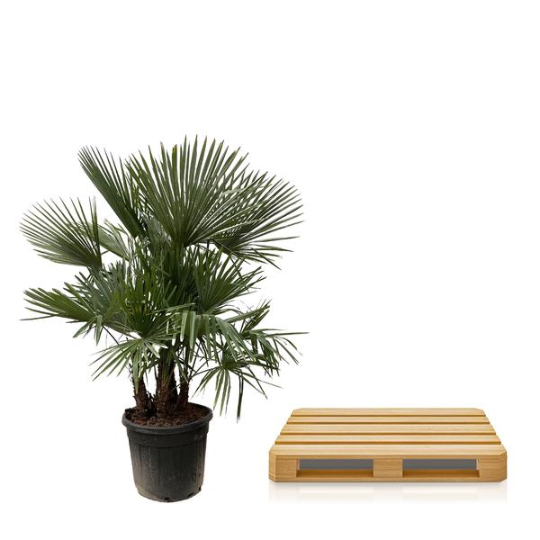 Trachycarpus multi stam – 230cm- Ø50