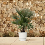 Trachycarpus multi stam – 230cm- Ø50