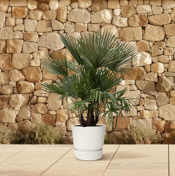 Trachycarpus multi stam – 230cm- Ø50