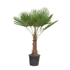Trachycarpus Fortuneii – 180-220 cm – Ø32-40cm