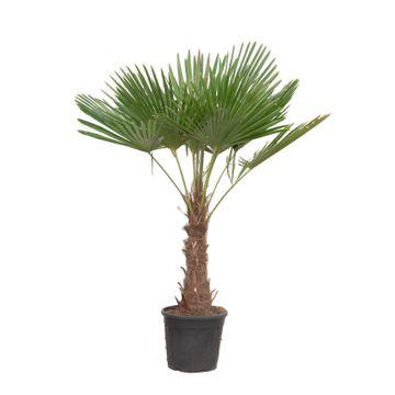 Trachycarpus Fortuneii – 180-220 cm – Ø32-40cm