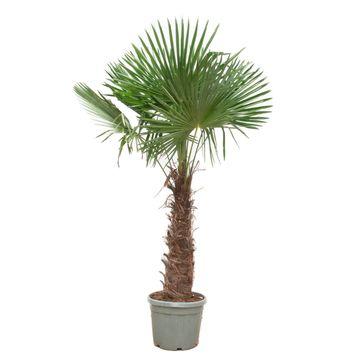 Trachycarpus Fortunei – 240- 270 cm – Ø40-Ø55cm