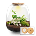 Planten terrarium – Emma – DIY kit – ↑ 25 cm – Ø 23 cm – Hedera Pink