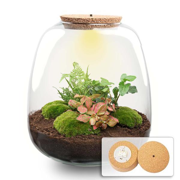 Planten terrarium – Emma – DIY kit – ↑ 25 cm – Ø 23 cm – Hedera Red