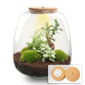 Planten terrarium – Emma – DIY kit – ↑ 25 cm – Ø 23 cm – Bonsai White