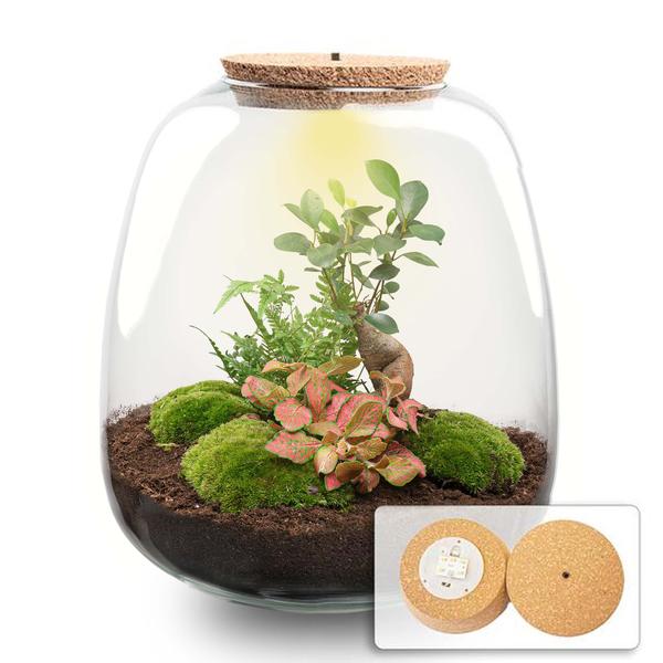 Planten terrarium – Emma – DIY kit – ↑ 25 cm – Ø 23 cm – Bonsai Red