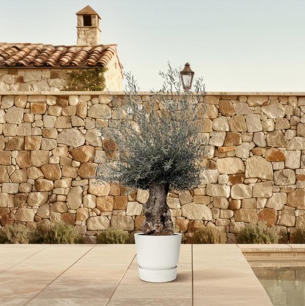 Olea Europaea Bonsai Olijfboom – 270cm- Ø80