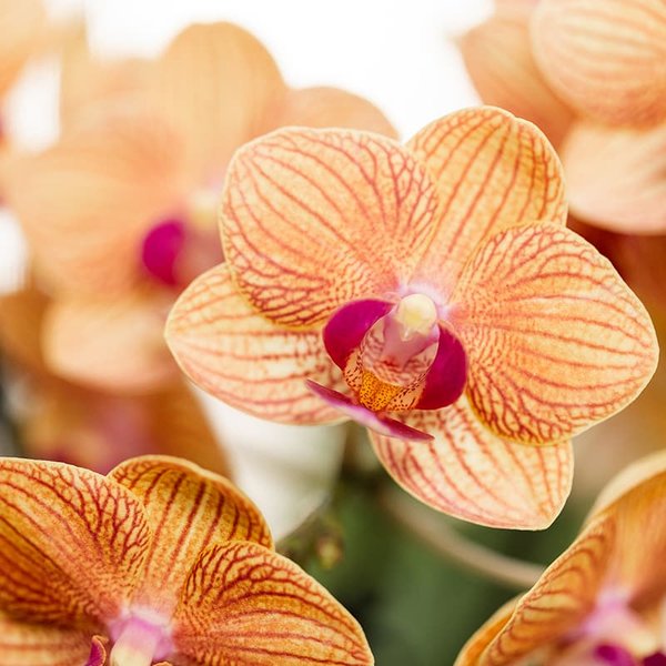 Kolibri Orchids | Oranje Jamaica orchidee + Horizon sierpot geel – potmaat Ø9cm | bloeiende kamerplant – vers van de kweker