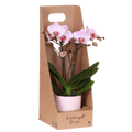 Kolibri Orchids | Roze Antwerp orchidee cadeauset – incl. giftbox, orchidee & sierpot – Ø9cm