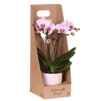 Kolibri Orchids | Roze Antwerp orchidee cadeauset – incl. giftbox, orchidee & sierpot – Ø9cm