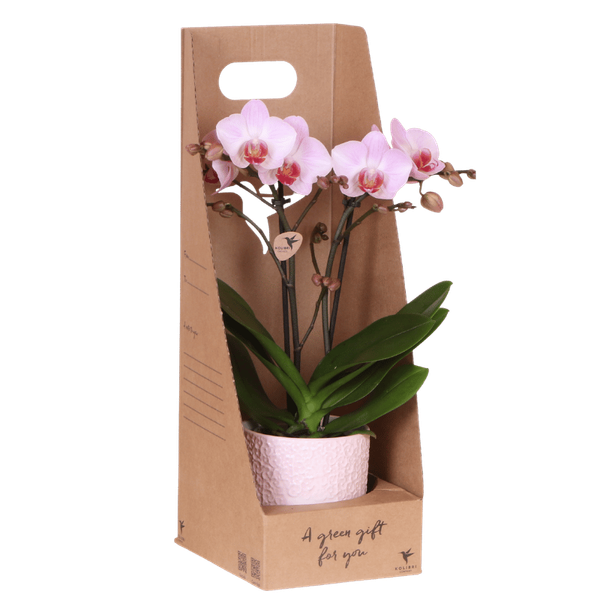 Kolibri Orchids | Roze Antwerp orchidee cadeauset – incl. giftbox, orchidee & sierpot – Ø9cm