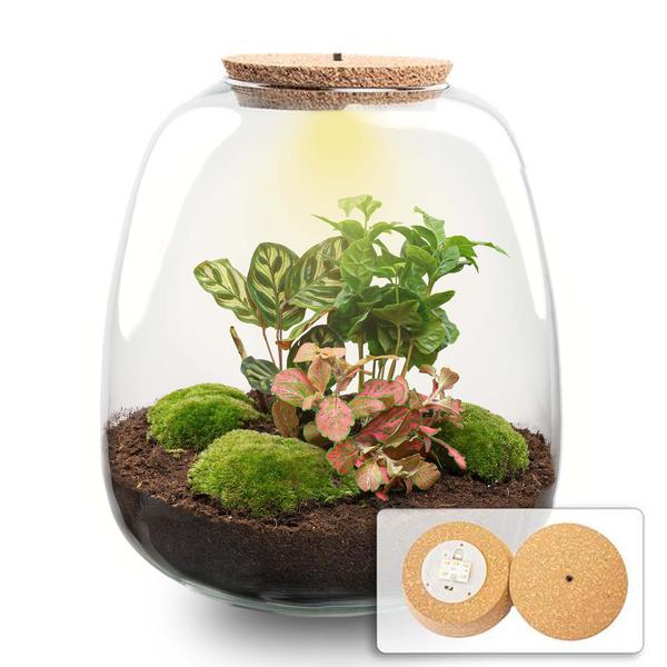 Planten terrarium – Emma – DIY kit – ↑ 25 cm – Ø 23 cm – Coffea Red