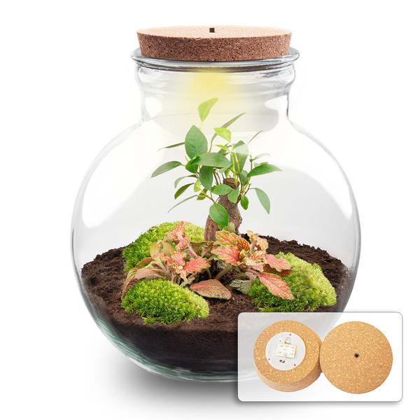 DIY Planten terrarium (met licht) – Teddy Bonsai – Ø 25 cm ↑ 26,5 cm – Met LED-kurk