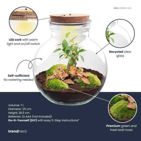 DIY Planten terrarium (met licht) – Teddy Bonsai – Ø 25 cm ↑ 26,5 cm – Met LED-kurk