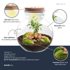 DIY Planten terrarium (met licht) – Teddy Bonsai – Ø 25 cm ↑ 26,5 cm – Met LED-kurk