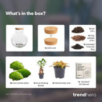 DIY Planten terrarium (met licht) – Teddy Bonsai – Ø 25 cm ↑ 26,5 cm – Met LED-kurk