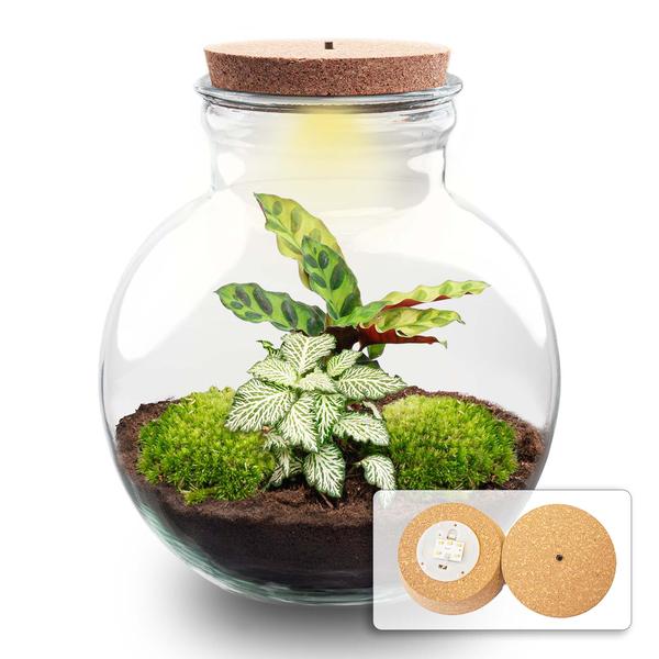 DIY Planten terrarium (met licht) – Teddy – Ø 25 cm ↑ 26,5 cm – Met LED-kurk