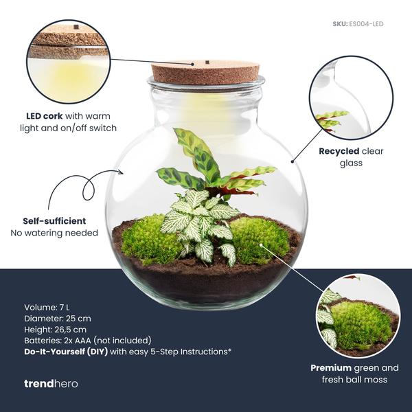 DIY Planten terrarium (met licht) – Teddy – Ø 25 cm ↑ 26,5 cm – Met LED-kurk