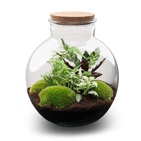 DIY Planten terrarium (met verlichting) – Bolder Bob – Ø 31 cm ↑ 30 cm – No tools