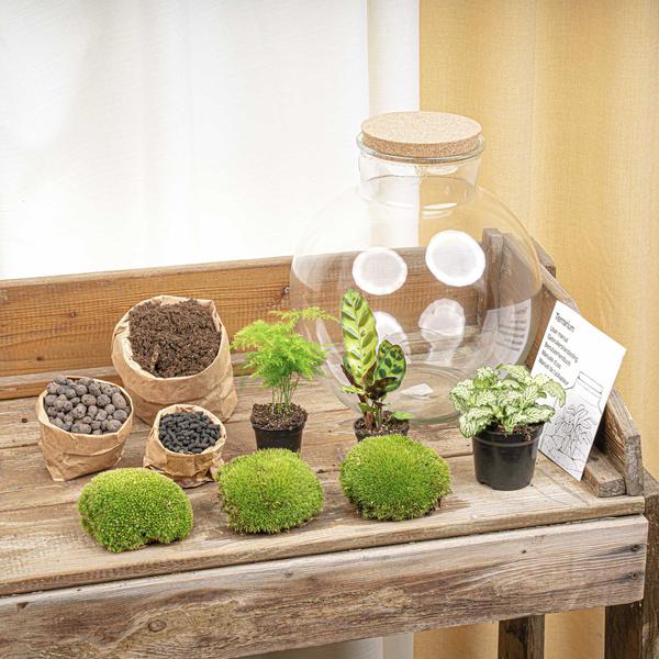 DIY Planten terrarium (met verlichting) – Bolder Bob – Ø 31 cm ↑ 30 cm – No tools