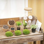 DIY Planten terrarium (met verlichting) – Bolder Bob – Ø 31 cm ↑ 30 cm – No tools